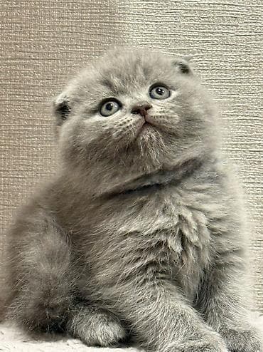 котята скоттиш страйт: Вислоухие шотландские котята голубого окраса! Продажа! Очаровательные — 3