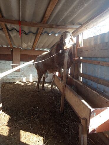 йоркширский терьер сколько стоит щенок: Продаю | Баран (самец) | Арашан | Для разведения | Племенные — 7