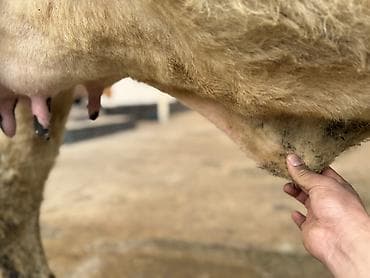 сүт багытындагы уй: Сатам | Уй (ургаачы) | Аргын | Сүт алуу үчүн — 5