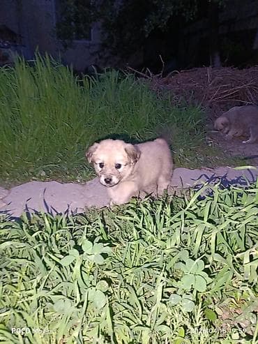 scottish fold: Щенки- девочки,отдам в хорошие руки,5- недель,активные,небольшого — 2