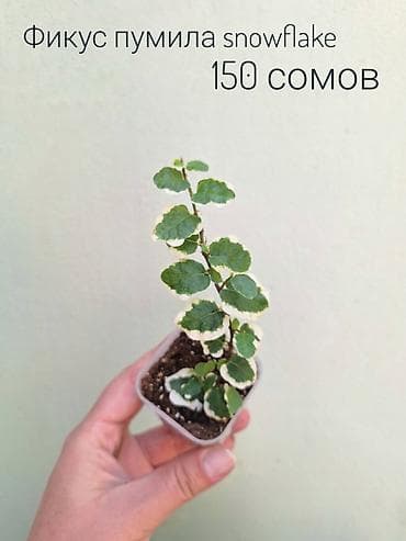 Бөлмө өсүмдүктөрү: 🌿 Комнатные цветы (укоренённые черенки/молодые растения/взрослые — 7