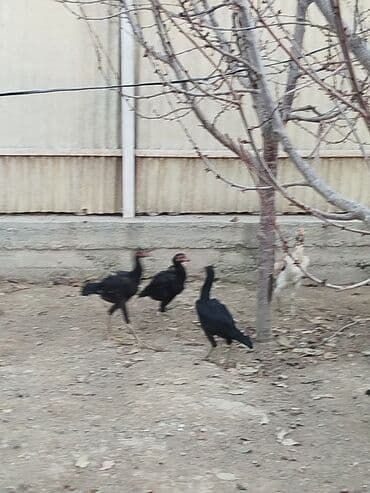 кыргыз добот ит: Дакан жожо мекиштер сатылат активный алмашу жолдору бар адрес Бишкек — 4