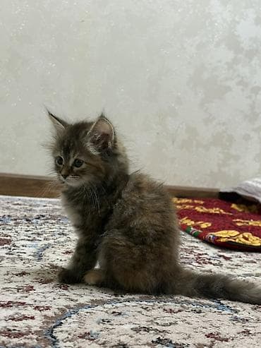 котенок сиамский: 2 месяца, Девочка, Приучена к лотку — 1