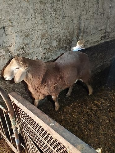 услуги ветеринара: Продаю | Ягненок, Баран (самец) | Арашан | Для разведения | Племенные, Осеменитель — 2