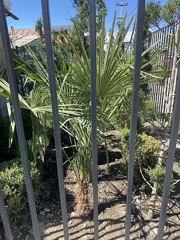 цветы гортензия: Пальма веерная (вероятно Trachycarpus) для озеленения участка, двора — 3