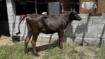 Продаю | Корова (самка) | Для молока | Привязанные at lalafo.kg Продаю | Корова (самка) | Для молока | Привязанные