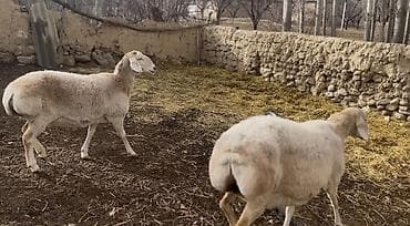 ножницы для баран: Продаю | Овца (самка) | Для разведения | Котные, Матка — 3