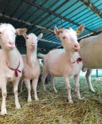 собака доберман цена: Продаю | Коза (самка), Козёл (самец) | Битал, Зааненская | Для разведения | Племенные — 22