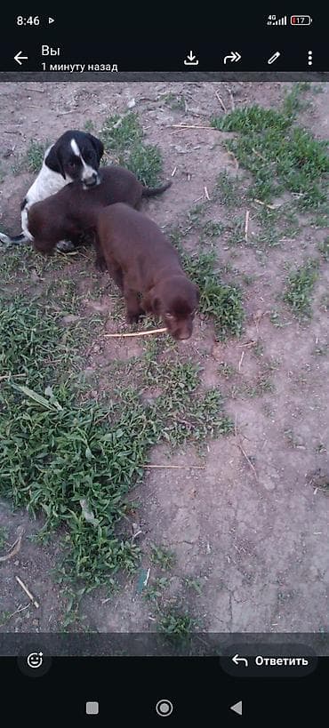 38 попугаев бишкек: Охотничий кучктор сатылат 2000сомдон чалгыла — 2