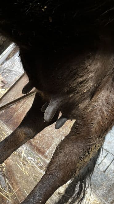 сколько стоит коза дойная купить: Продаю | Корова (самка) | Для молока | Привязанные — 2