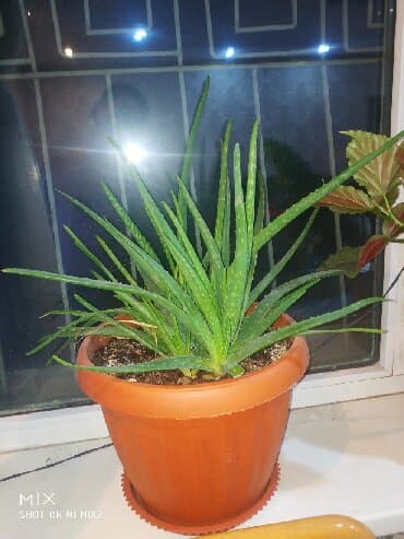 купить газонную траву в бишкеке: Алое Вера разные года,высота.ватсапп — 2