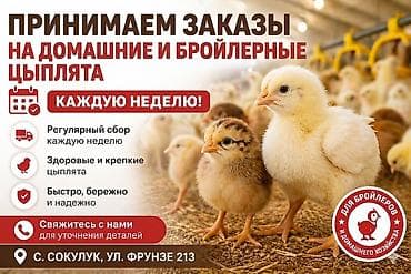 продаю курицы: Продаю | Цыплята | Бройлерная — 1