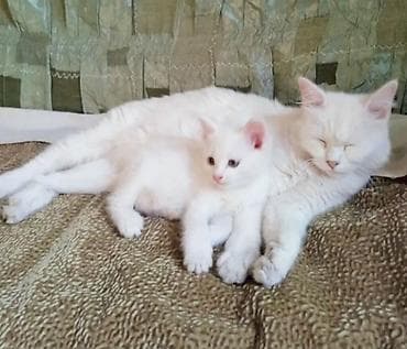 продаю индюка: Ангорская, 2 месяца, Мальчик, Белый — 1