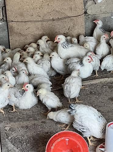 Адлер жана леггорн аралаш(леггорн көбүрөөк) 85 шт. 1 айлык жөжөлөр