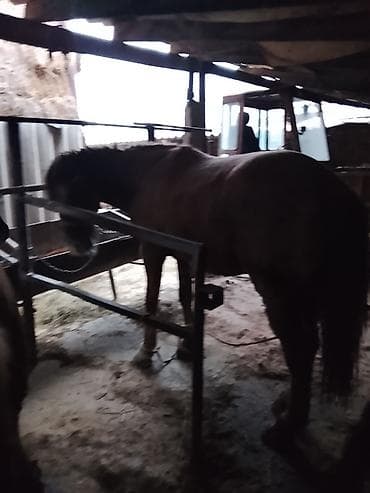 ит тер: Продаю | Конь (самец) | Рабочий — 6