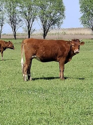 монбельярдская порода купить: Продаю | Музоо, торпок | Полукровка | На откорм — 2