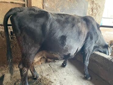 сколько стоит собака породы доберман: Продаю | Корова (самка) | Швицкая | Для молока | Искусственник — 3