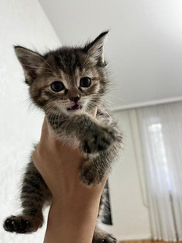 сиамская кошка сколько стоит: Сиамская, 1 месяц, Мальчик, Приучена к лотку — 2