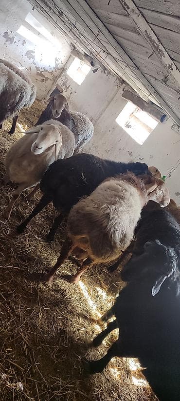 гиссарские матки: Продаю | Баран (самец) | На забой, Для разведения, Для шерсти | Кастрированные, Осеменитель — 3