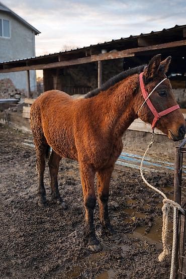 кунажын бишкек: Сатам | Байтал — 2