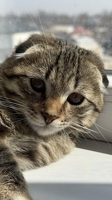 Продажа кошек: Шотландский вислоухий котёнок - Порода: шотландская вислоухая — 2