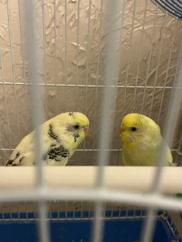 корм для птенцов волнистых попугаев: ‼️ продаю волнистых попугаев пара торг уместен мальчик и девочка — 6