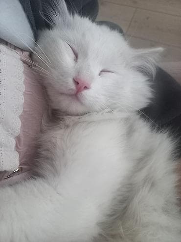 1 мальчик 2 котенка оригинал: Ангорская, 1 год, Мальчик, Белый, Кастрирована — 4