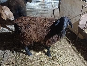 бирки для баранов: Продаю | Ягненок — 4