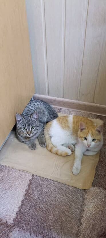 британская шиншилла купить: Отдам котят в хорошие руки. Ласковые, игривые, к лотку приучены — 2