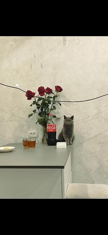 кошка серый: Пропала : Британская короткошёрстная, Девочка, Серый — 2
