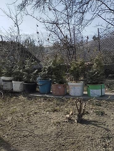 контиенер: Туи в контейнерах (саженцы для живой изгороди и озеленения) Описание — 1