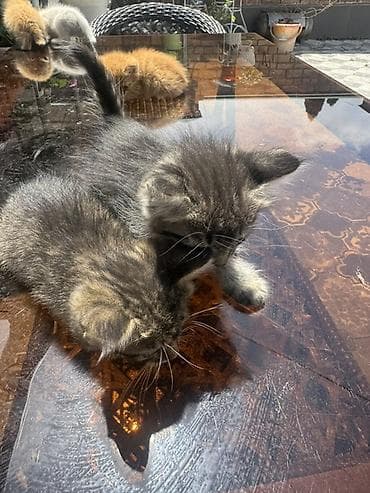 black cat: Котята домашние, пушистые, разного окраса: - светло-кремовые с — 3