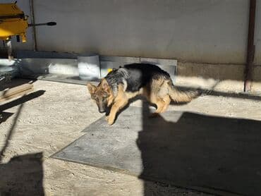 мал айдана ит керек: Немецкая овчарка (щенок/подросток) Описание: - Окрас: классический — 9