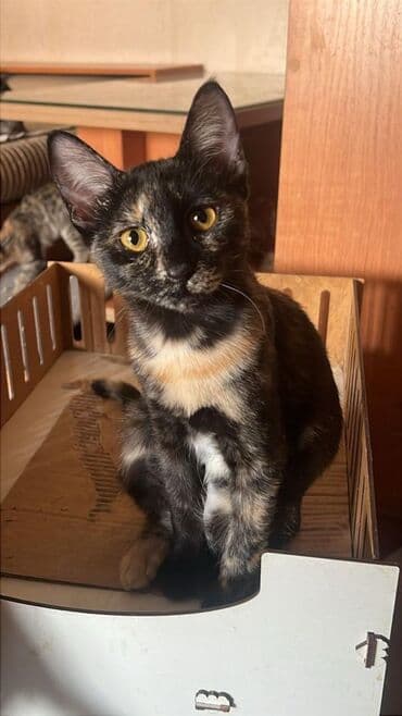 кошачья мята: Коты и кошки возраст 5-6 месяцев . Стерилизованы привиты обработаны от — 5