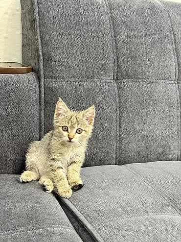 Кошки: Ищем дом для котенка (девочка )1 месяц очень красивый, игривый — 6