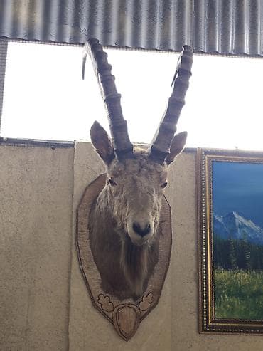 стришка овец: Настенная таксидермическая голова горного козла (козерога). Чучело — 1
