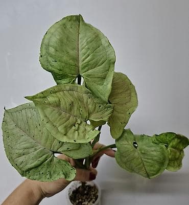 пины: В продаже Промежуточные срезы Монстера Альба с корнями, уже можно — 7