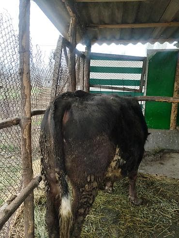 собака питбуль: Другие животные — 3