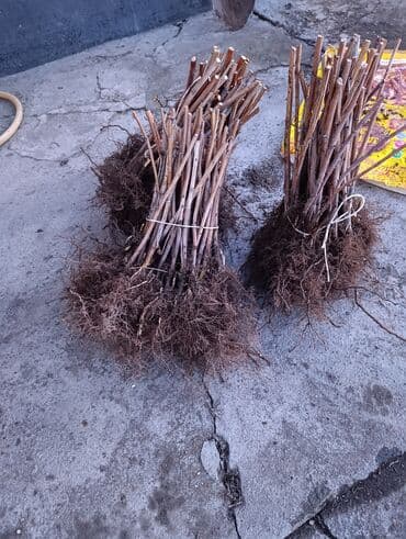 роза көчөт: Саженцы малины (ремонтантная крупноплодная) - Сорт с ярко‑красными — 3