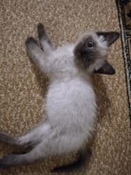 щегол птицы: Мышык бекер берилет: Сиам, 2 айлык, Ургаачы, Эмделген, Курттардан тазаланган, Лотокко барууга үйрөтүлгөн — 3