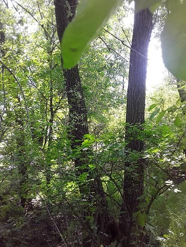 Продаю деревья обращаться по телефону