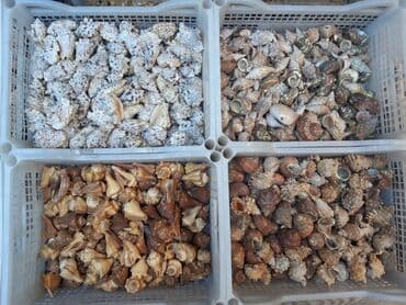 кой кыркыч: Ракушки кораллы кокосы бусы различные изделия из ракушек ракушки — 4