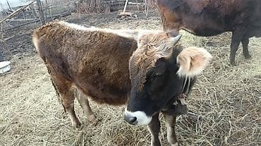 купить колли собаку: Продаю | Тёлка | Полукровка | Для разведения | Племенные — 1