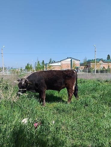 кошка домашний: Продаю | Бык (самец) | Полукровка | Для разведения | Привязанные — 2