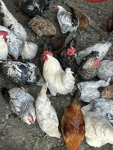 продаю цеплята: Продаю | Куры, Петух, Цыплята | Домашняя | На забой, Для разведения, Несушки — 1