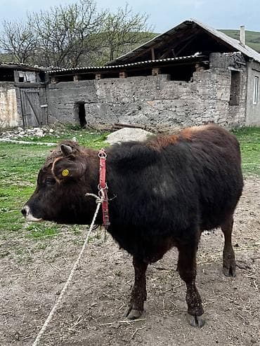 швиц телки: Продаю | Бык (самец) | На откорм | Привязанные — 6