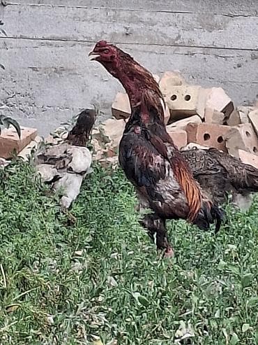 голубей птицы: Продаю | Куры | Бойцовая | Для разведения — 6