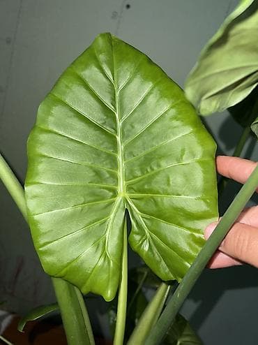 алоказия купить: Алоказия (арма крупными “ушами слона”) — детки-клубеньки для — 3