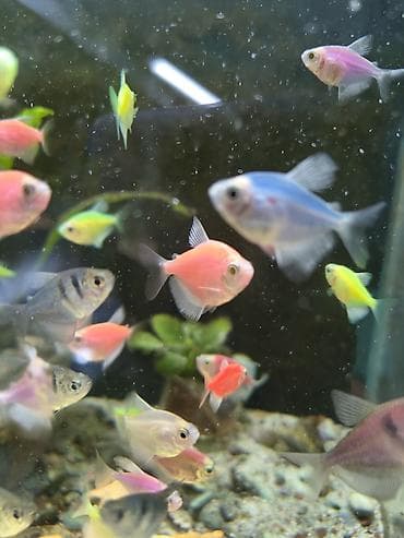 живая рыба: Беловодск !!!!! большой выбор аквариумных рыбок ! неоны северум — 9