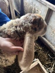 бодоно перепел: Продаю | Овца (самка) | Эдильбаевская | Для разведения — 10